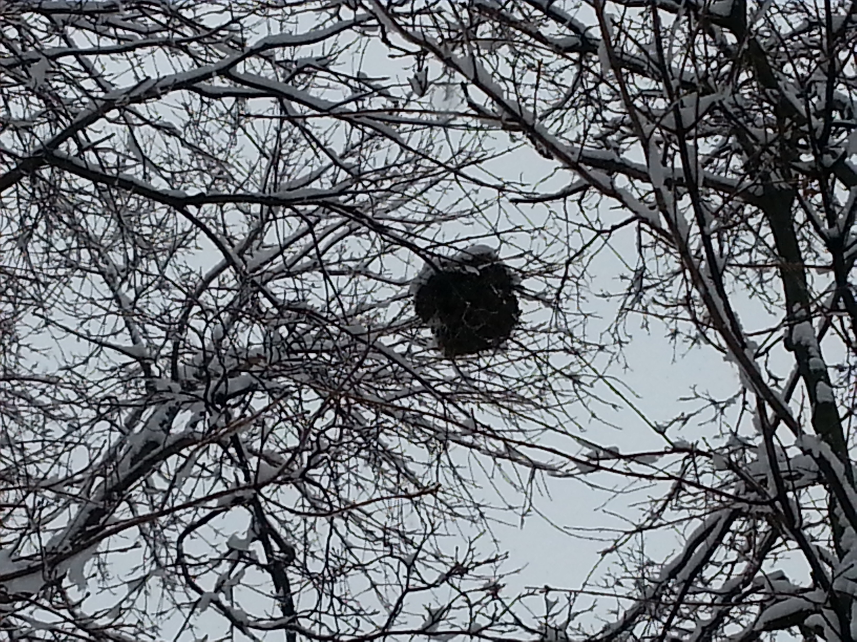 Snowstorms and Squirrel Nests Christopher Donahue