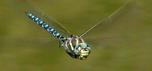 cropped-Aeshna_juncea_hovering.jpg